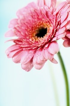 Close up abstract of colorful pink daisy gerbera flower