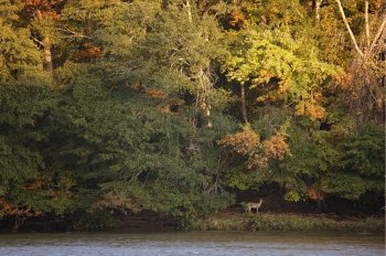 River sunrise with deer on the bank