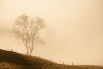 Lonely tree at foggy morning