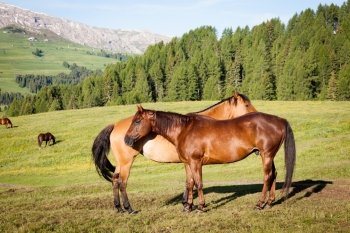 Horses at high mountains meadow