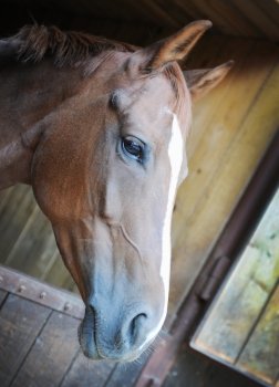 Horse in the window of barn closeup