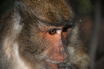 Close-up portrait of a monkey in the jungle