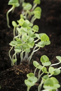 Small Basil seedlings growing in soil