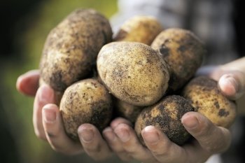 Farmer holding harvested dirty potatoes in his hands. Very short depth-of-field.