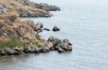 Cormorant population on Kazantip cape (Krimea, Ukraine)