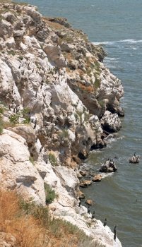 Cormorant population on Kazantip cape (Crimea, Ukraine). Three shots composite picture.
