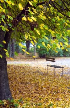 bench and pedestrian path in autumn city park