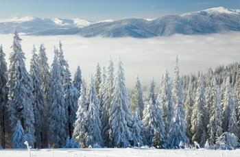 winter calm mountain landscape with some snow covered stems on forefront  (view from Bukovel ski resort (Ukraine) to Svydovets ridge)