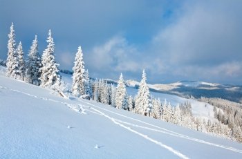 Morning winter calm mountain landscape with beautiful fir trees  on slope (Kukol Mount, Carpathian Mountains, Ukraine)
