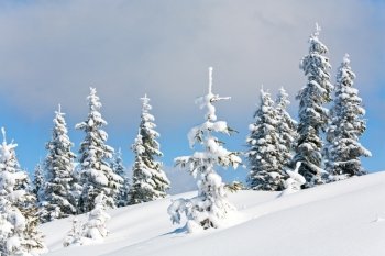 winter snow covered fir trees on mountainside on overcast sky background