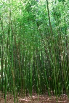 High green trunk of bamboo plant 