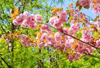 pink japanese cherry twig blossom (nature background)
