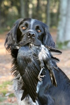hunting dog holding dead crow during training