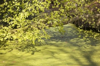 young beech leaves and buds in spring with ditch full of duckweed
