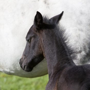 head of dark brown foal against white background of mare