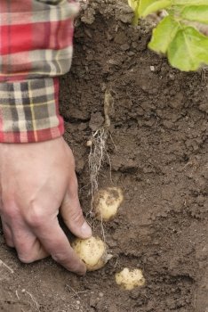 Farmer harvesting early potatoes direct from the ground by hand. Cross section of earth shown with potatoes in situ attached to tubers.