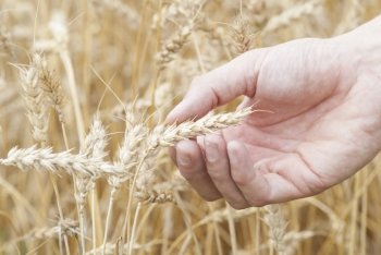 Macro image hand holding ear of ripe wheat (Triticum).