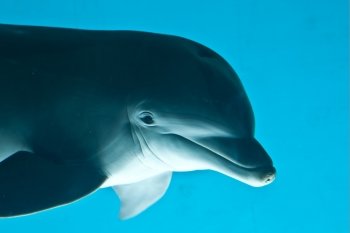 Dolphin portrait on blue background, aquarium of Genova - Italy