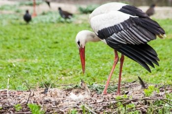 A mother stork feeding its young saplings, the mother gives the food that she has herself digested beforehand