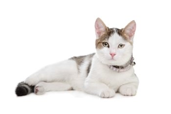 short-haired cat. short-haired cat in front of a white background
