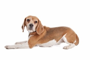 Beagle. Beagle in front of a white background