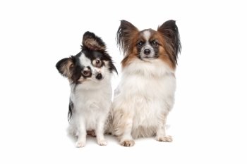 papillon or Butterfly Dog. papillon or Butterfly Dog  in front of a white background