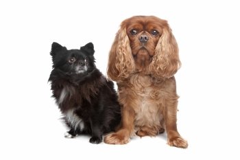 Cavalier King Charles Spaniel and a black chihuahua. Cavalier King Charles Spaniel and a black chihuahua in front of a white background