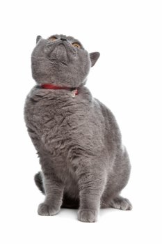 blue British Shorthair cat. blue British Shorthair cat in front of a white background