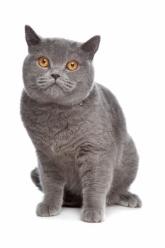 blue British Shorthair cat. blue British Shorthair cat in front of a white background