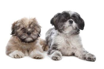 Lhaso apso and a shih tzu. Lhaso apso and a shih tzu dog in front of a white background