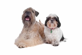 soft coated wheaten terrier and a Shih Tzu soft coated wheaten terrier. Soft Coated Wheaten Terrier and Shih Tzu dog isolated on a white background
