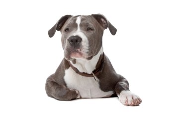 american staffordshire bull terrier isolated on a white background