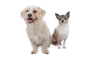chihuahua and a mixed breed dog