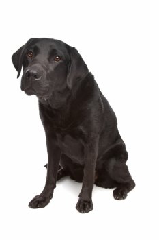 Black Labrador. Black Labrador in front of a white background