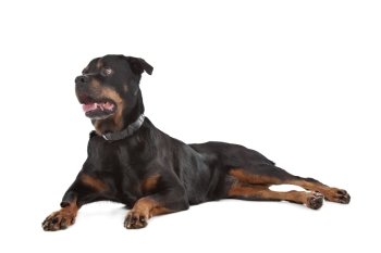 rottweiler. rottweiler in front of a white background