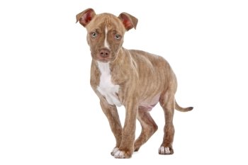 Pitbull puppy dog in front of a white background