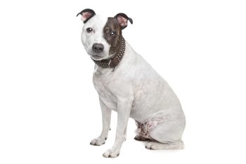 staffordshire terrier. staffordshire terrier in front of a white background