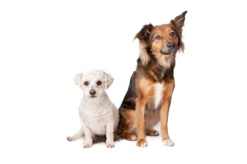 two dogs. two dogs isolated on a white background