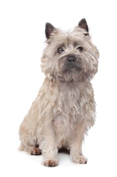 Cairn Terrier. Cairn Terrier in front of a white background