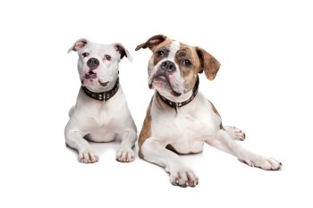 Two American Bulldogs. Two American Bulldogs in front of a white background