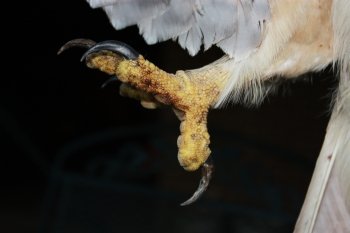 A hawk’s talons spread to grab something