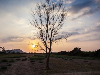Sunset scene behind a tree in the valley