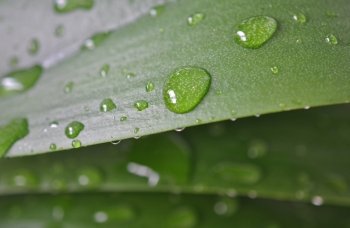 Leaf with rain droplets 