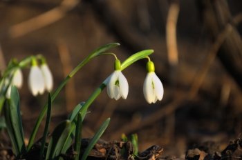 A closeup of fresh snowdrops in early spring