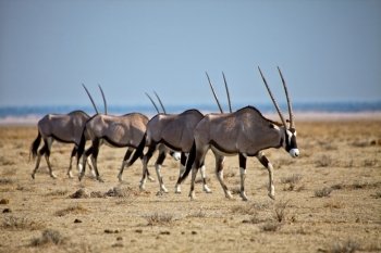 a group of four oryx at etosha natinal park namibia africa