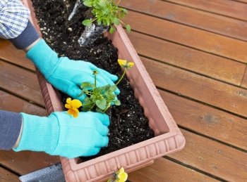Planting flowers in tray on cedar deck floor