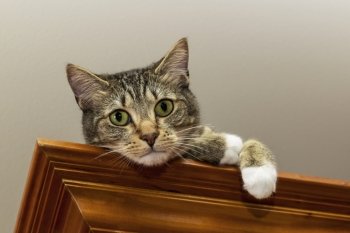 Grey tabby cat on cherry wood shelf near ceiling 