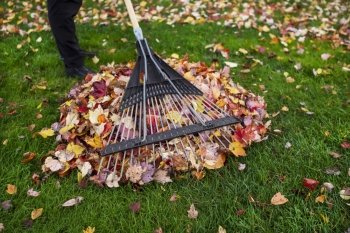 Person holding yard rake with pile of autumn leaves under rake 
