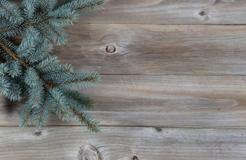 Horizontal image of a real Blue Spruce Tree Branch on Rustic wooden boards 