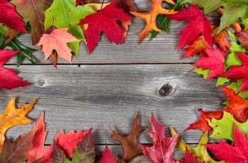 Colorful bright autumn leaves bordering on rustic wooden boards